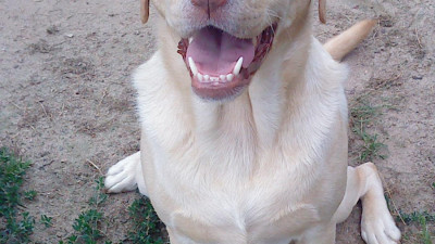 Pepper-3-Kopie.400x225-crop.JPG